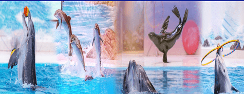 Dolphinarium Dolphin & Seal Show