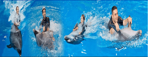 Dolphinarium Swim with The Dolphins