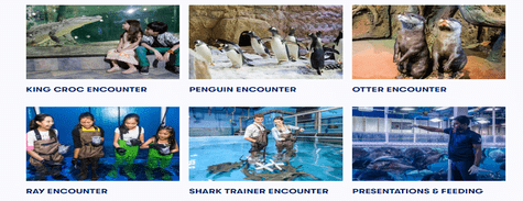 Dubai Aquarium Animal Encounters