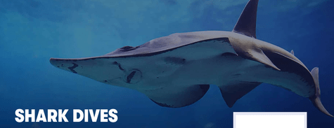Dubai Aquarium Shark Dives