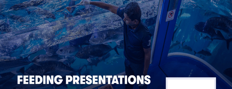 Dubai Aquarium Feeding Presentations