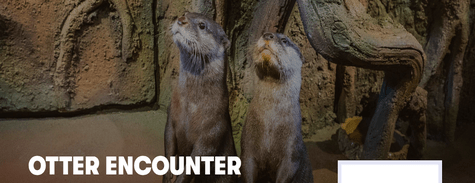Dubai Aquarium Otter Encounter