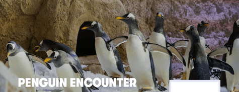 Dubai Aquarium Penguin Encounter