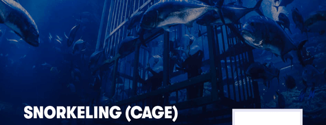 Dubai Aquarium Snorkeling (Cage)