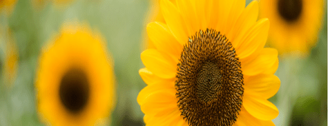Dubai Miracle Garden Sunflower Field