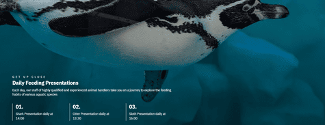 Dubai Aquarium & Underwater Zoo Feeding Presentation