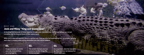 Dubai Aquarium & Underwater Zoo King Croc Encounter