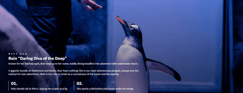 Dubai Aquarium & Underwater Zoo Penguin Encounter