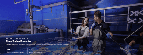 Dubai Aquarium & Underwater Zoo Shark Trainer Encounter