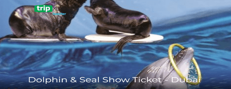 Dolphin & Seal Show
